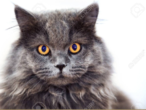 Capture d’écran 2023-06-30 à 10.55.54.png